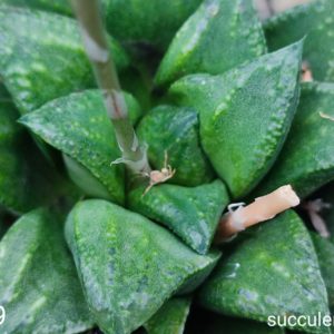 насіння S163.9 haworthia haw. selection seeds