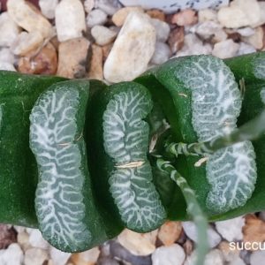 насіння haworthia S516 truncata selection  seeds