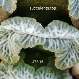 насіння S472.15 haworthia truncata selection seeds