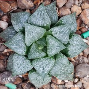 насіння S191 haworthia  emelyae seeds