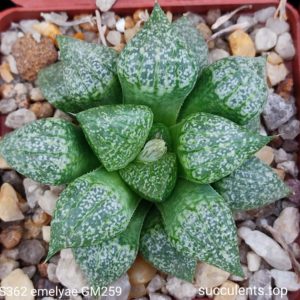 насіння S362 haworthis emelyae GM259 ПАР seeds