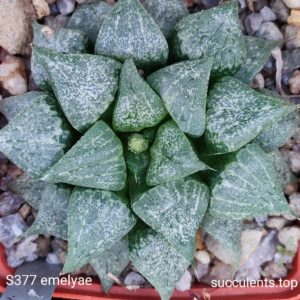 насіння S377 haworthis emelyae seeds