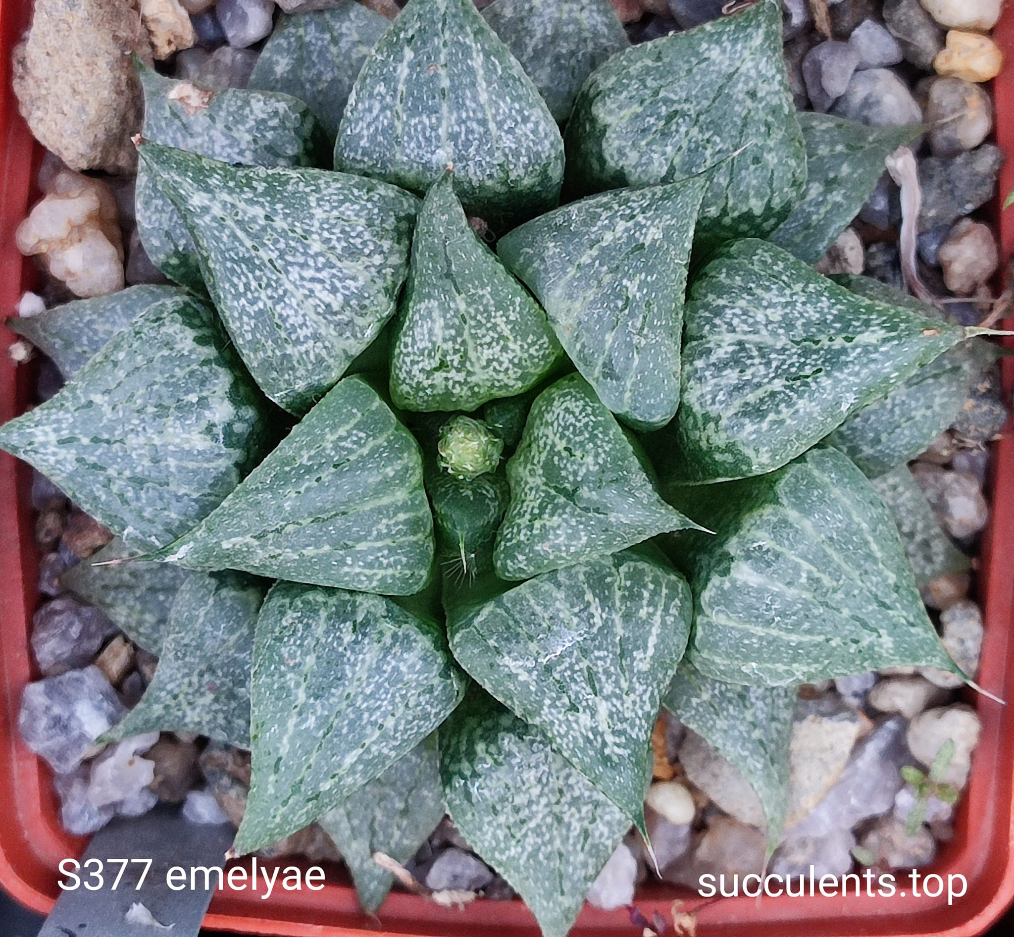 насіння S377 haworthis emelyae seeds
