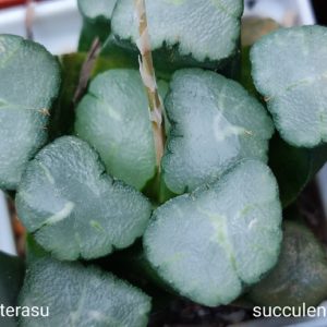 насіння S587 maughanii Ameterasu x haw 120грн seeds