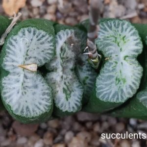 насіння haworthia S474.1 truncata selection seeds