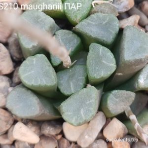 насіння S210 haworthia maughanii ПАР seeds