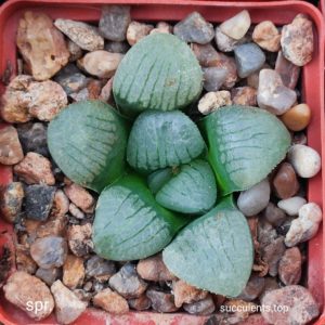 насіння S26 haworthia springbokvlakensis seeds