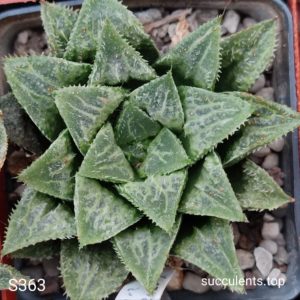 насіння S363 haworthis selection seeds