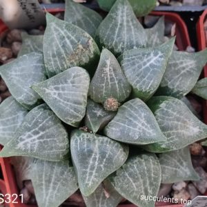 насіння S321 haworthia selection seeds