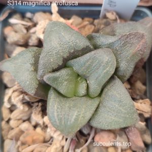 насіння S314 haworthia magnifica atrofusca seeds
