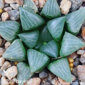 насіння S228 haworthia bayeri seeds