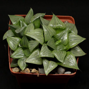 насіння haworthia S50 x S49 compt x emelyae x haw seeds