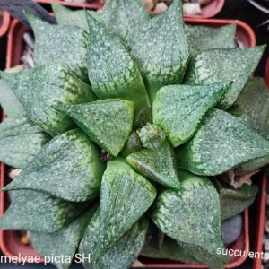 насіння S19 emelyae picta SH Vovk x emelyae picta seeds