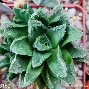 насіння S162 haworthia cv Alexandro x haw seeds