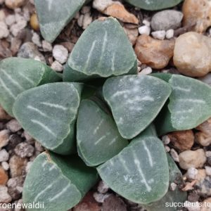 насіння S310 haworthia groenewaldii seeds