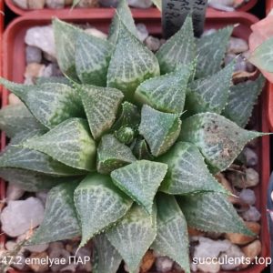 насіння S347 haworthia emelyae West of Zanda ПАР seeds