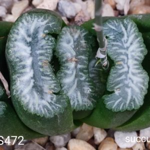 насіння S472 haworthia truncata selection best seeds