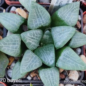 насіння S420 haworthis bayeri best seeds