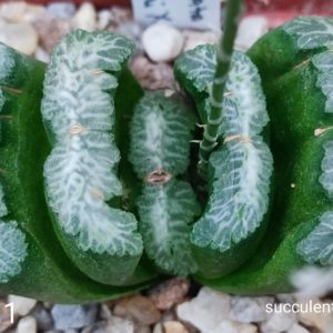 насіння S407.1 haworthis truncata selection seeds