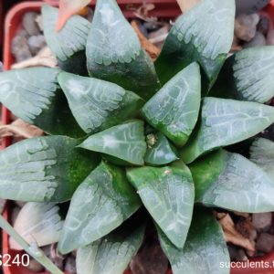 насфння S240 haworthia selection seeds