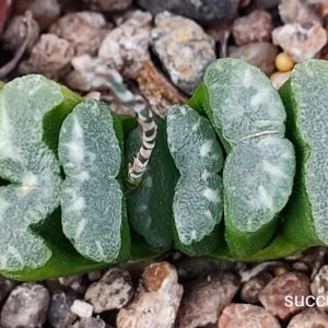 насіння haworthia S261 seeds