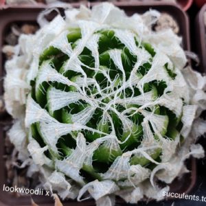 насіння S375 haworthia luckwoodii hybrid seeds