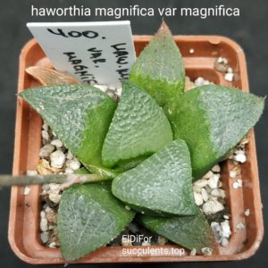 насіння S616 haworthia magnifica magnifaca x haw seeds