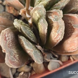 насіння Haworthia S333 x haw  seeds