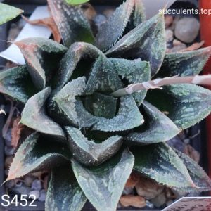 насіння haworthis S452 seeds