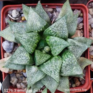 насіння S276.3 x S276.2 haworthia emelyae picta ПАР  seeds