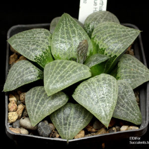 насіння haworthia Blue haze x haw seeds