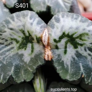 насіння S401 haworthiа truncata selection seeds