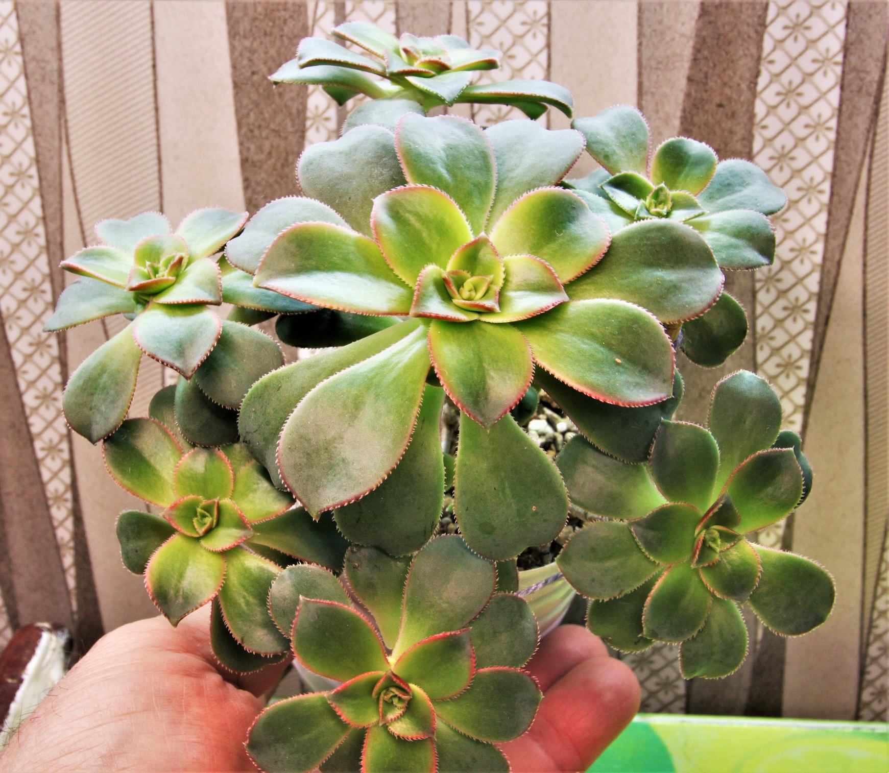 Aeonium ‘Kiwi’ 200грн..