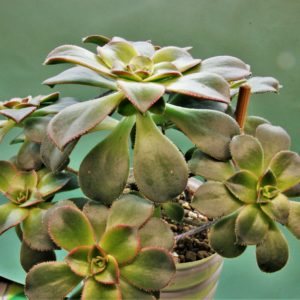 Aeonium-Kiwi.