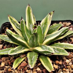 Agave-victoria-reginae-marginata-aurea-1.