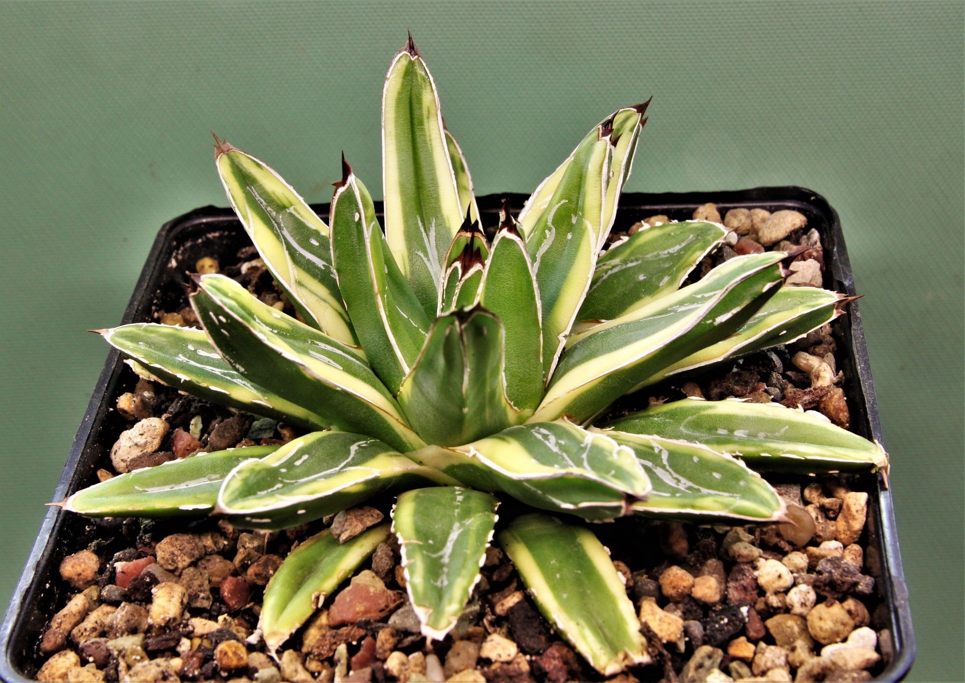 Agave-victoria-reginae-marginata-aurea-1.