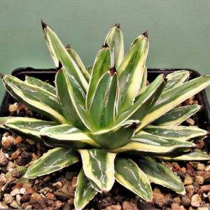 Agave-victoria-reginae-marginata-aurea-2