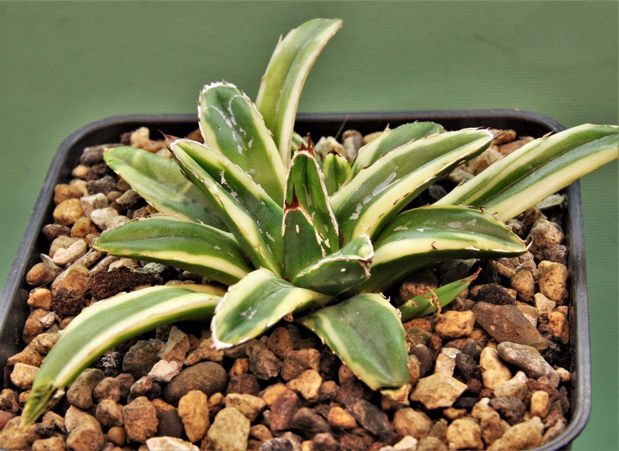 Agave-victoria-reginae-marginata-aurea-3