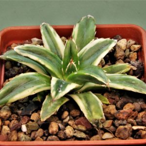 Agave-victoria-reginae-marginata-aurea-4