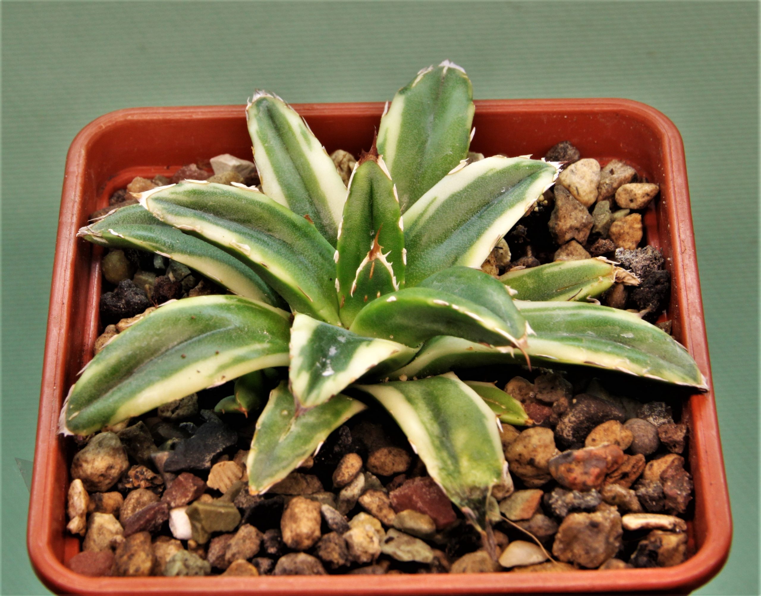 Agave-victoria-reginae-marginata-aurea-4
