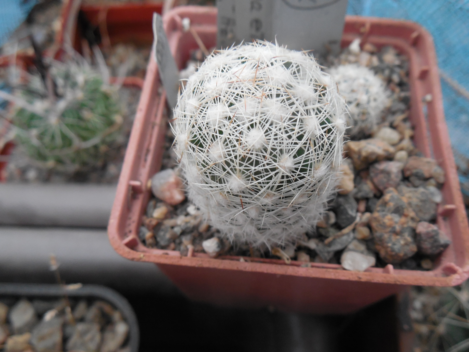 Escobaria vivipara - v. bisbeana SB 1904 - e Tucson, Az. - MG -