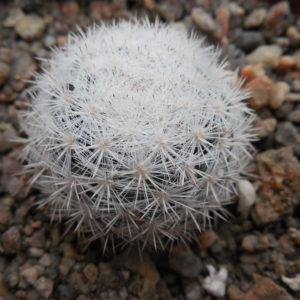 Mammillaria candida SB 466 - MG -