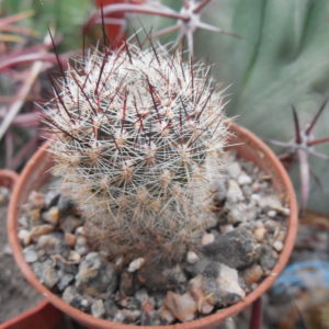Sulcorebutia tiraquensis - v. bicolorispina