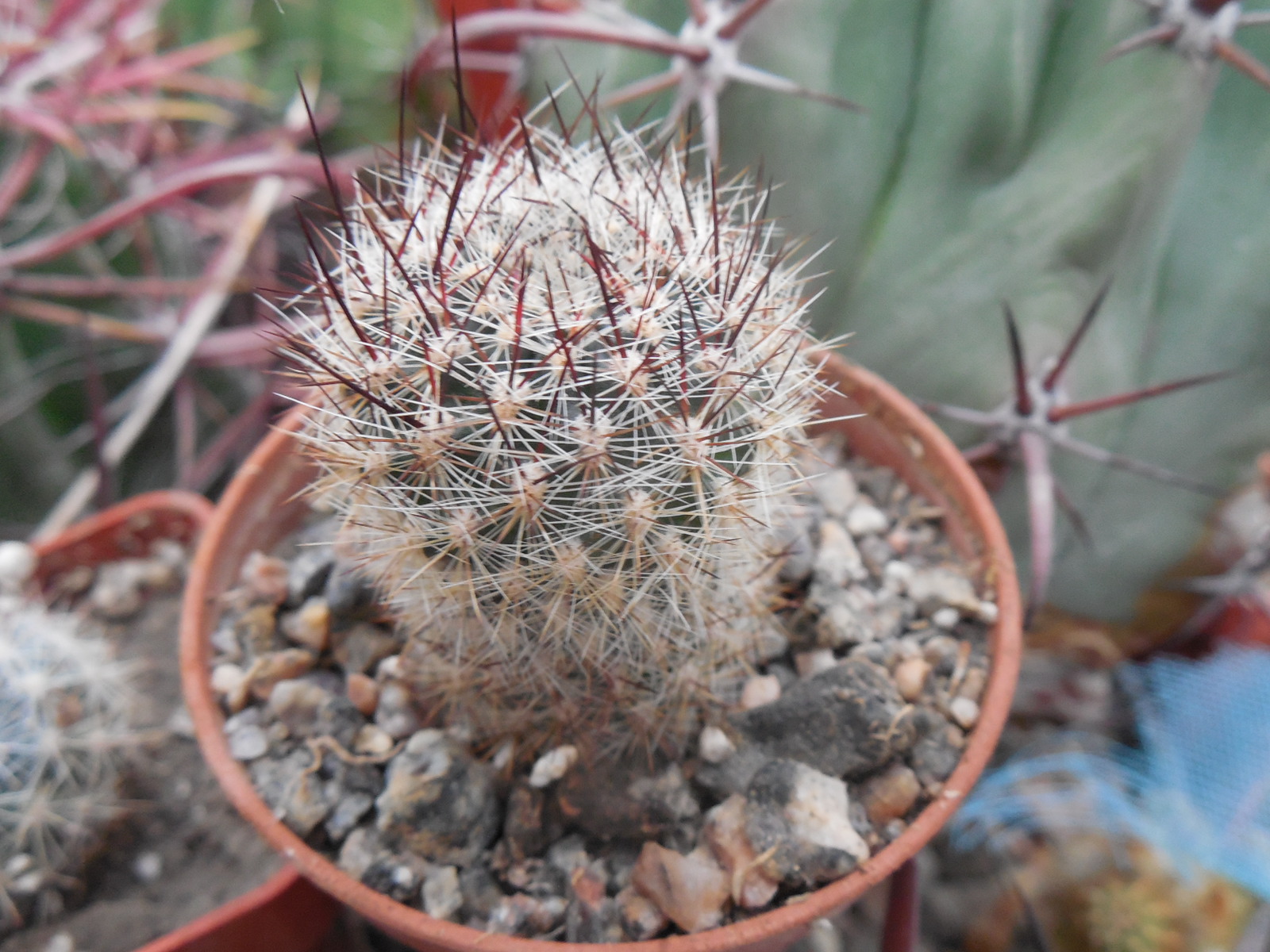 Sulcorebutia tiraquensis - v. bicolorispina