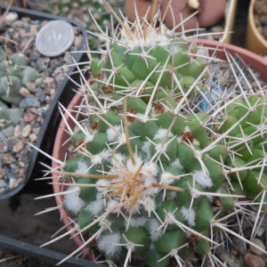 Mammillaria compressa - Ixmiquilpan -  MG -