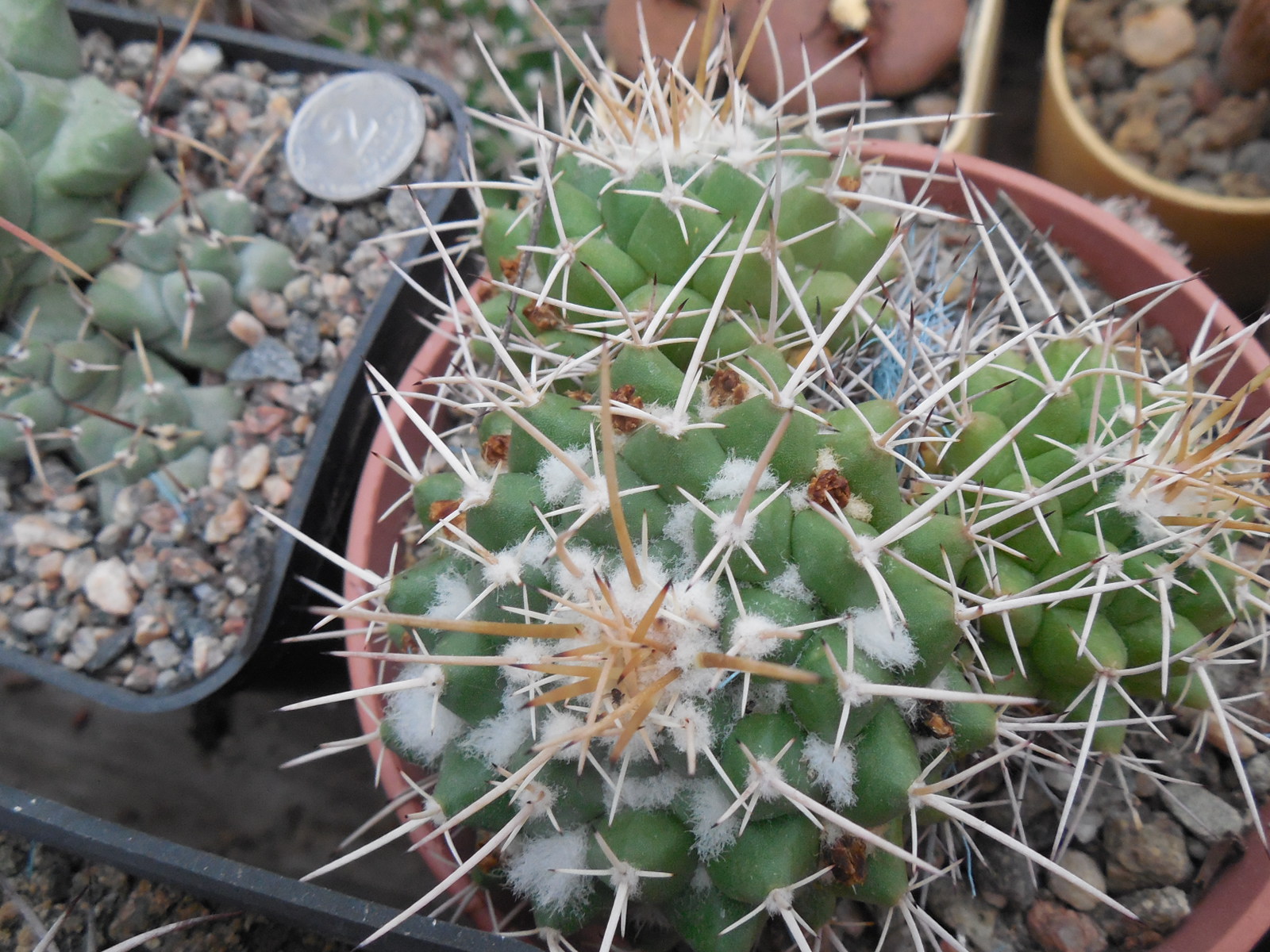 Mammillaria compressa - Ixmiquilpan -  MG -