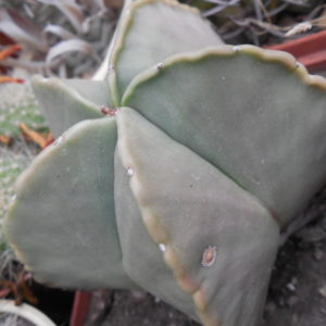Astrophytum myriostigma - f. nudum - G. Kohres