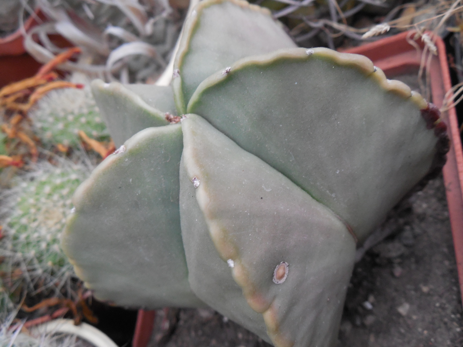 Astrophytum myriostigma - f. nudum - G. Kohres