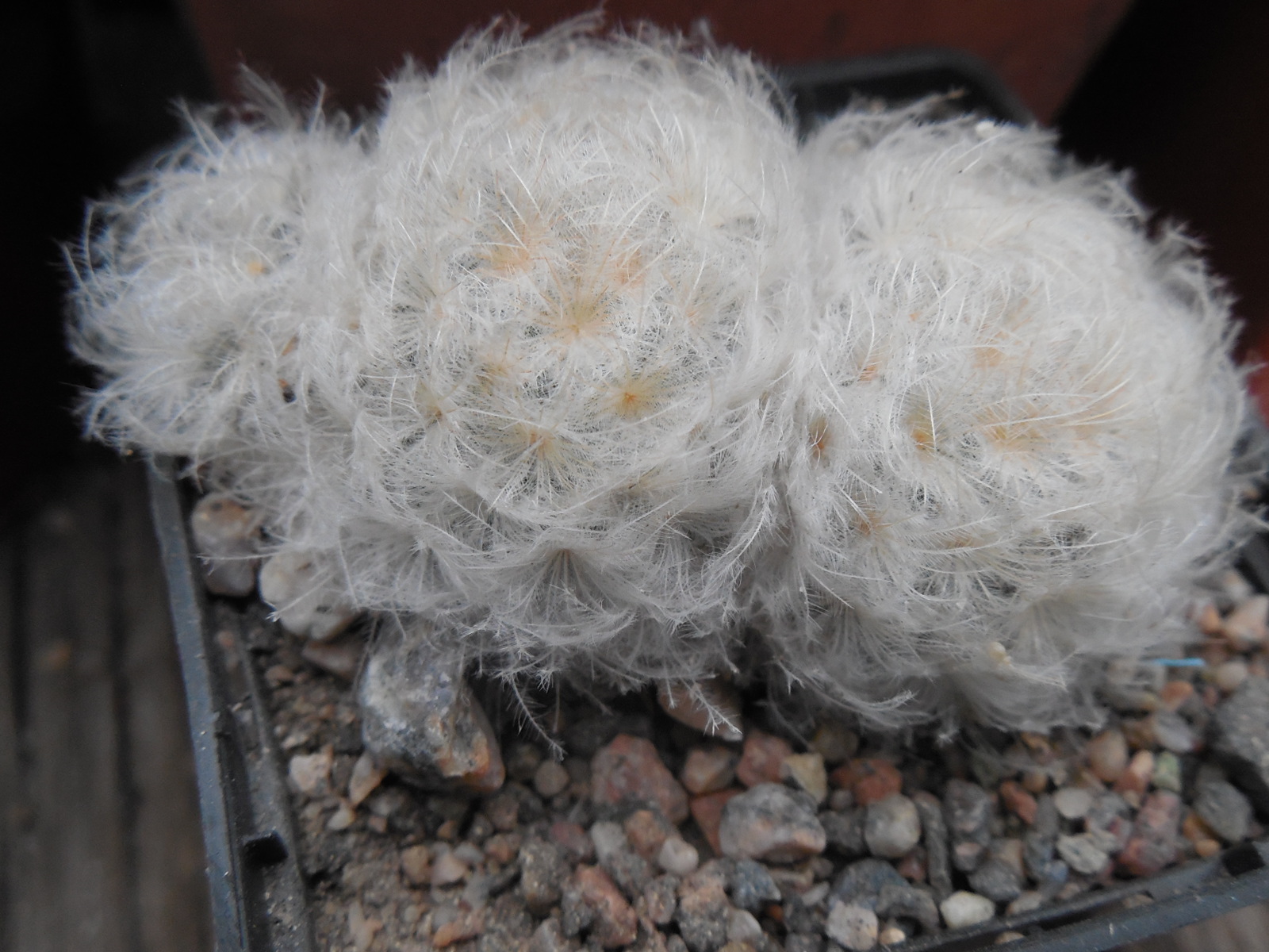 Mammillaria plumosa