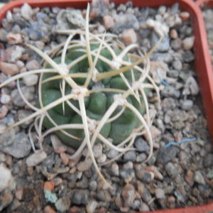 Gymnocalycium monvillei - v. steineri LF 95 A - Nina Paula -